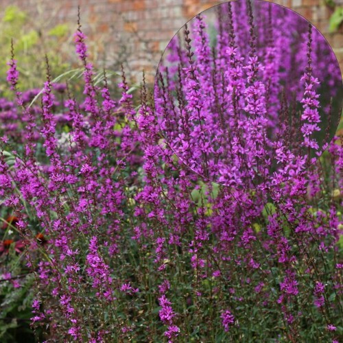Lythrum virgatum 'Dropmore Purple' - Vitsjas kukesaba 'Dropmore Purple' P9/0,55L   